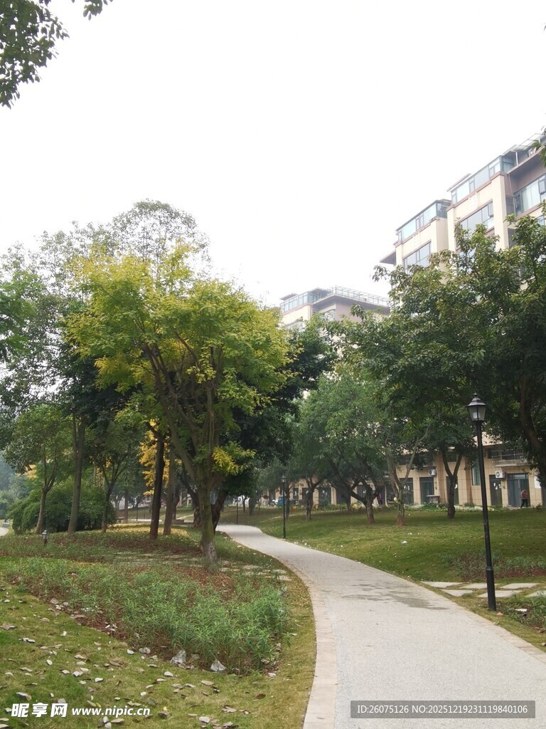 小区内的林荫小径