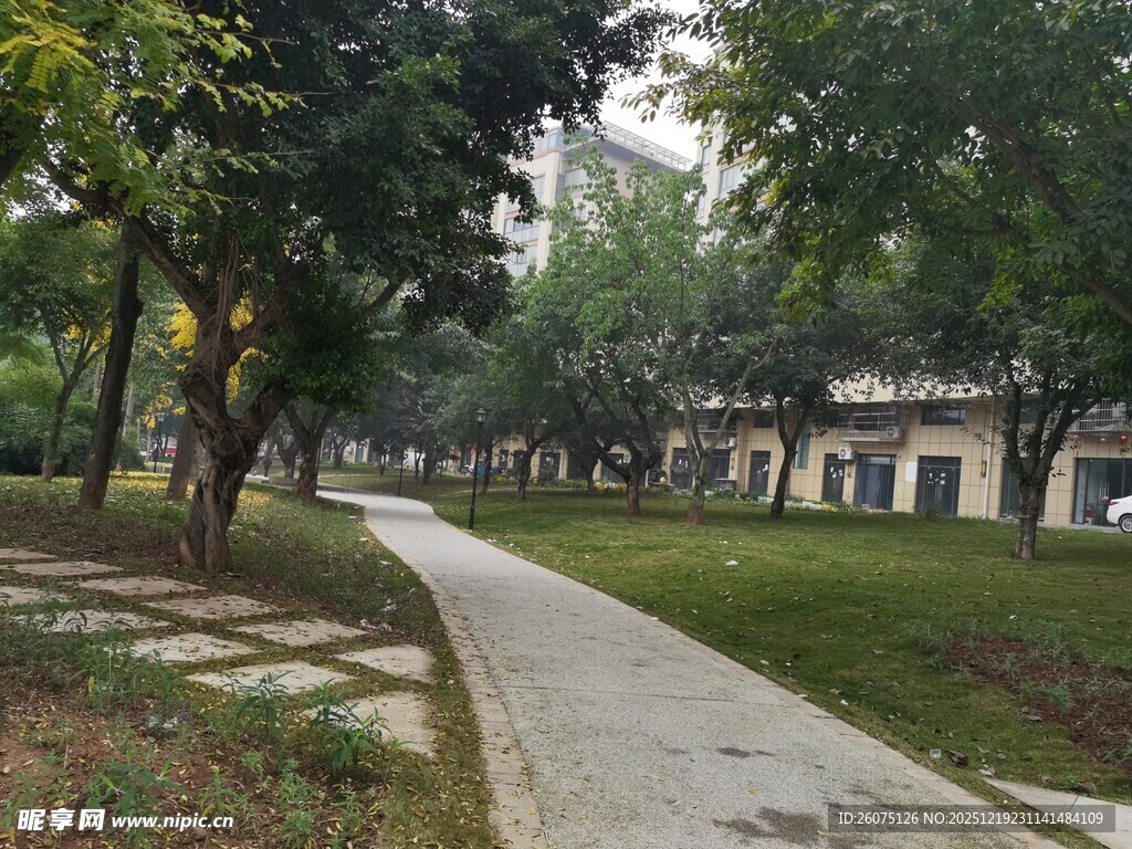 宁静的林荫小道