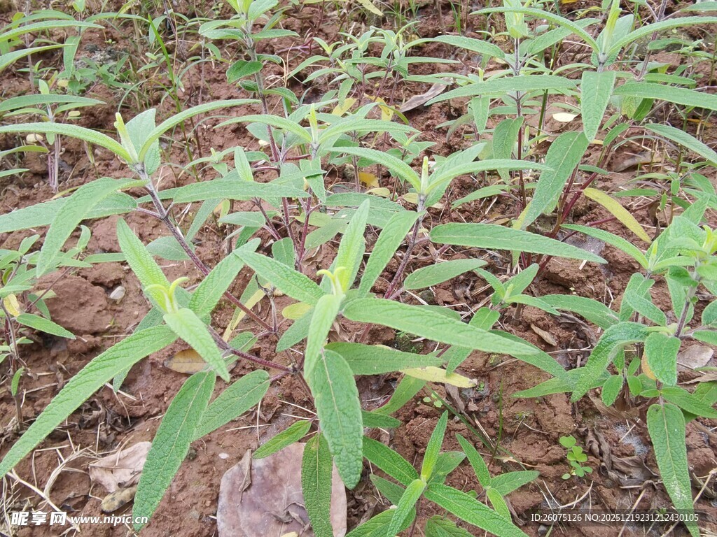 田间嫩绿植物生机勃勃