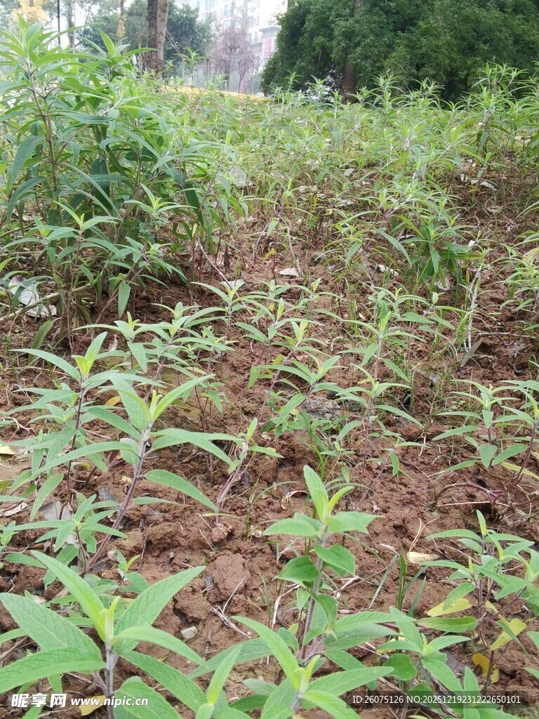 田间嫩绿植物生长景象