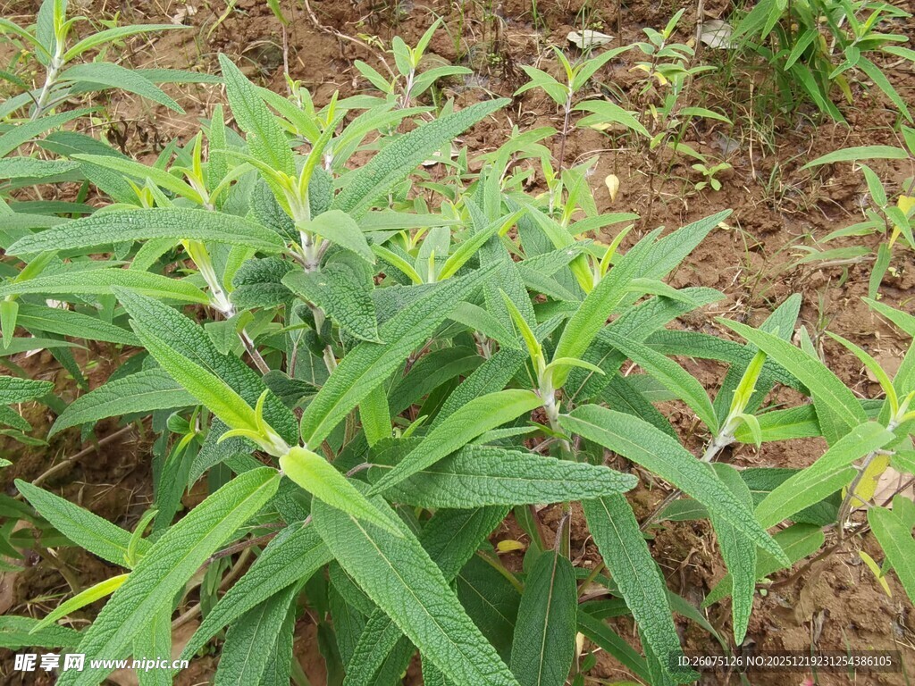 嫩绿田间植物生机勃勃