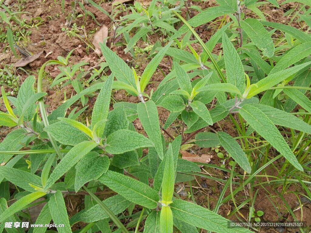嫩绿植物生机勃勃