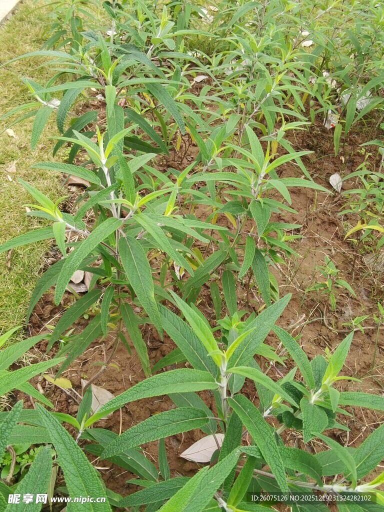 田间嫩绿植物生机勃勃