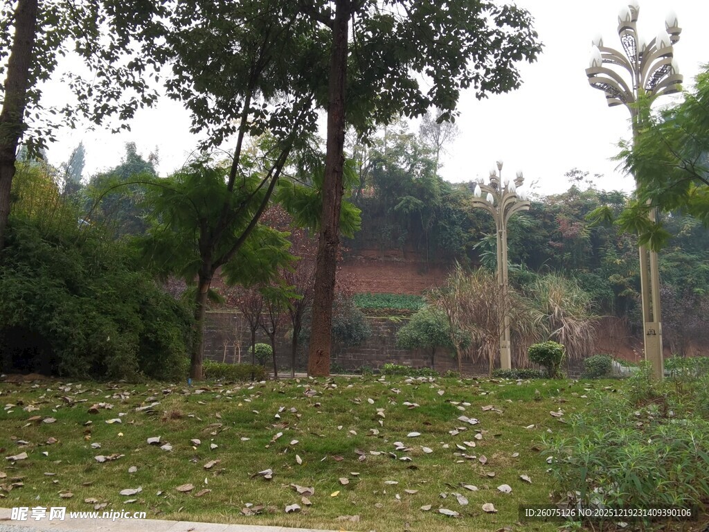 秋日郊野树林草地景象