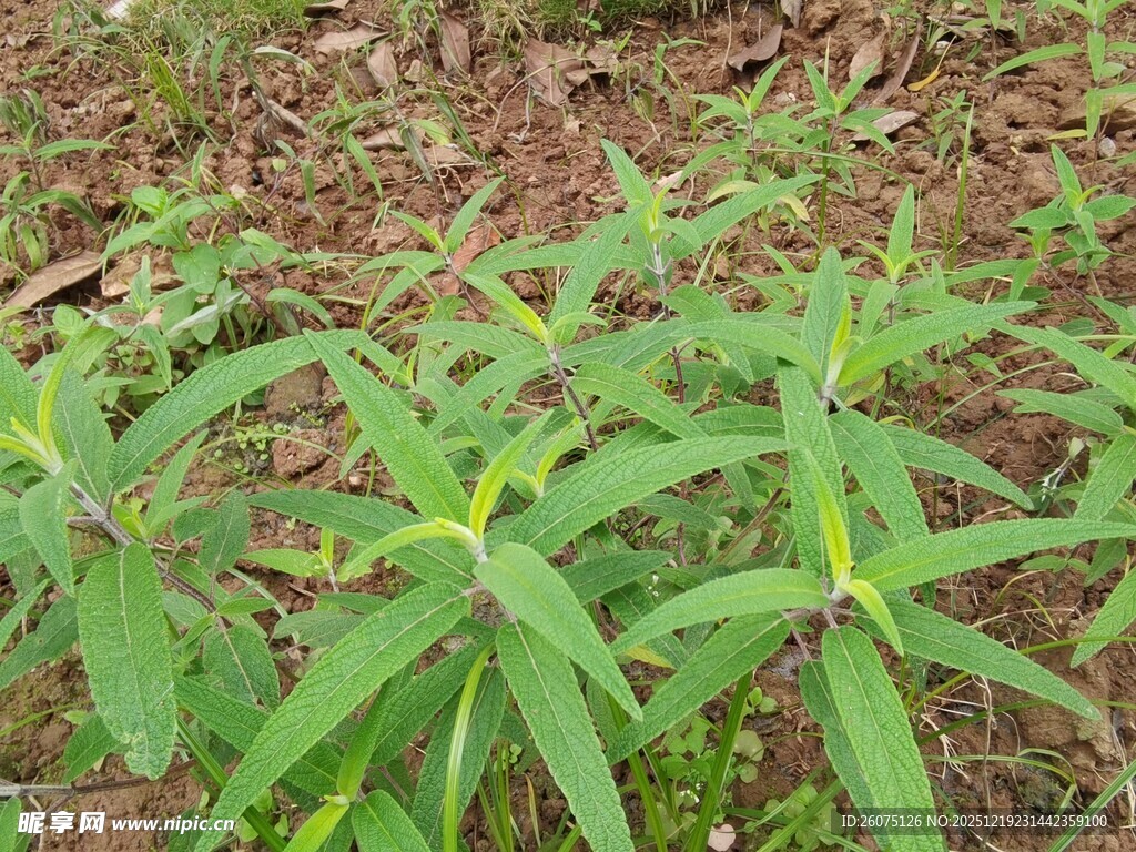 嫩绿植物幼苗生长画面