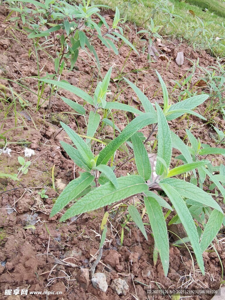 田间生长的嫩绿植物