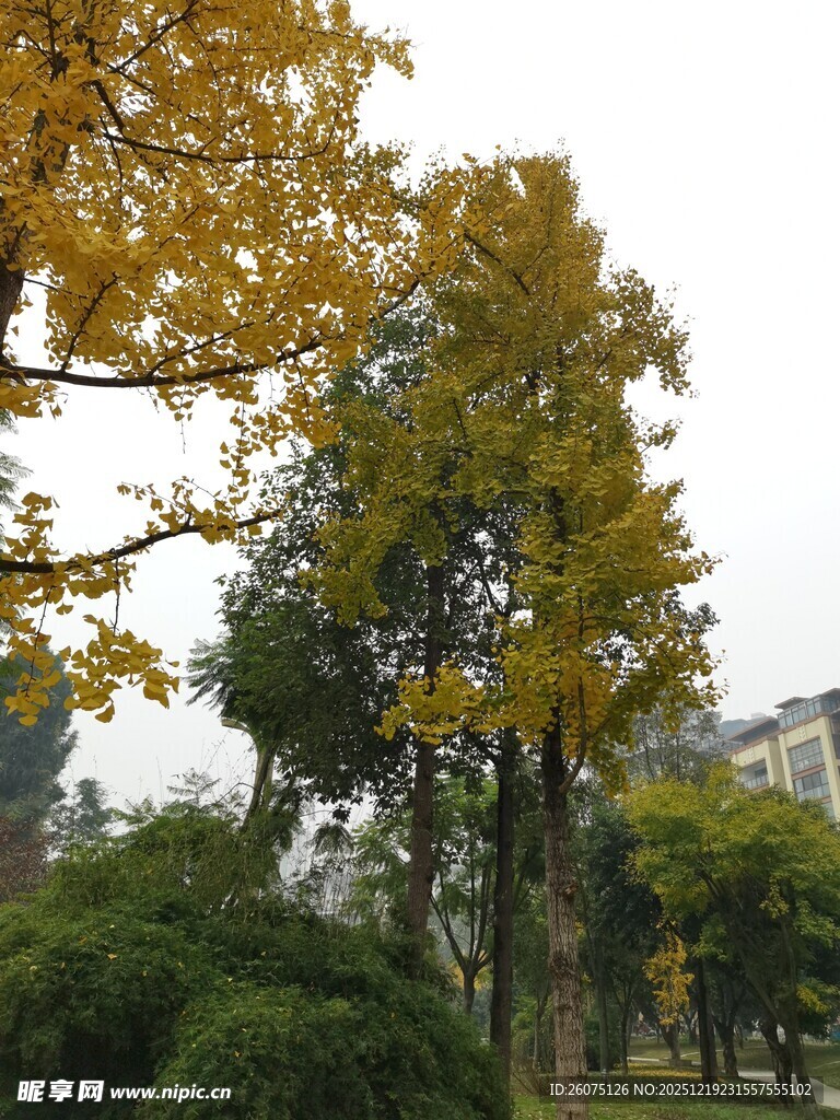 秋日公园中的树木景观