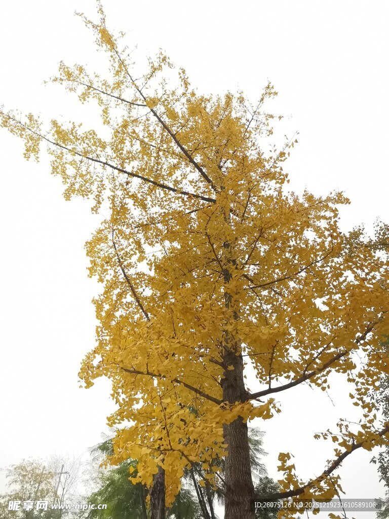 金黄银杏树秋日独美景