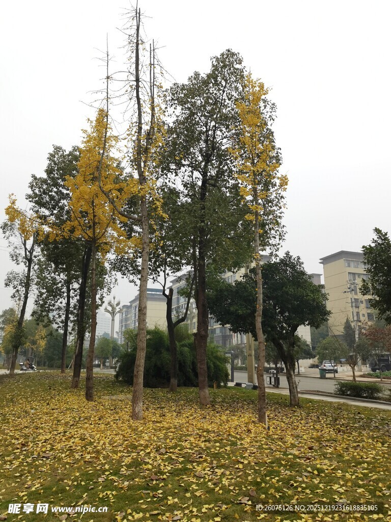 秋日落叶铺满地的公园景