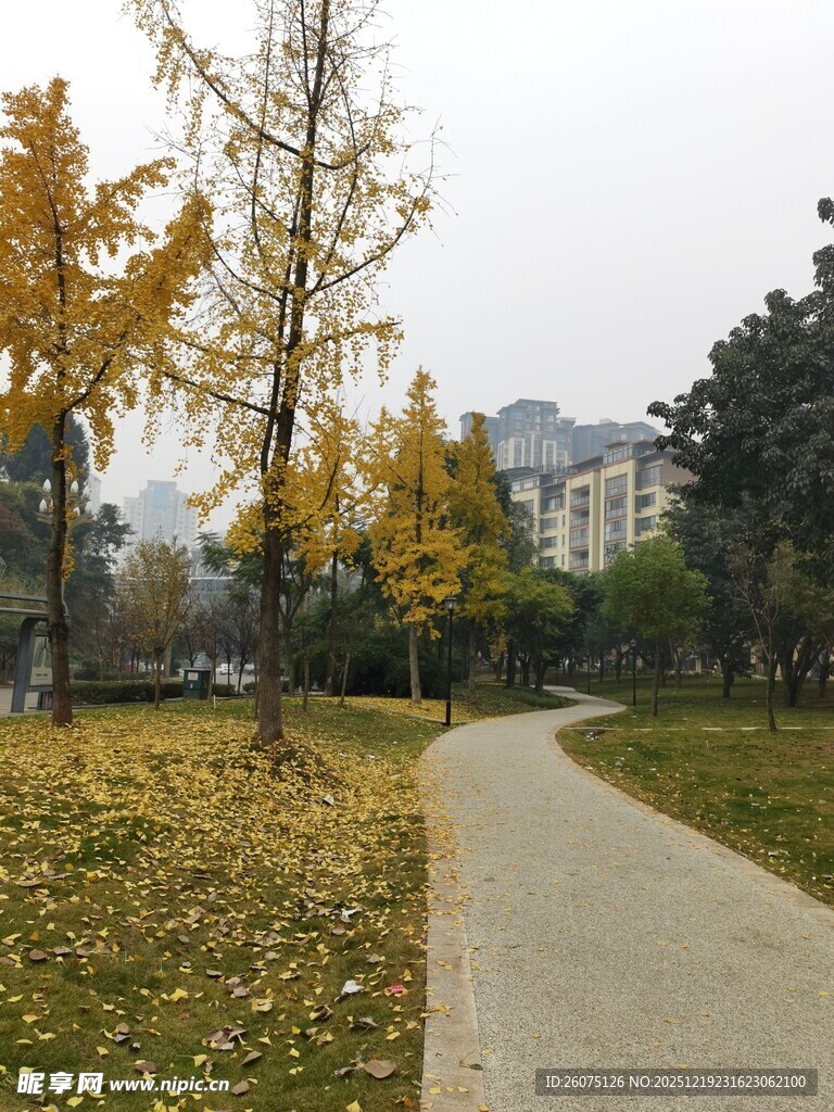 秋日林间小径黄叶铺地