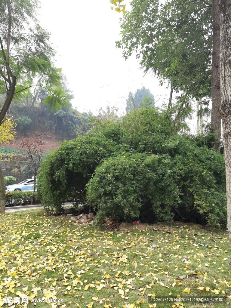 秋日公园落叶与绿植景观