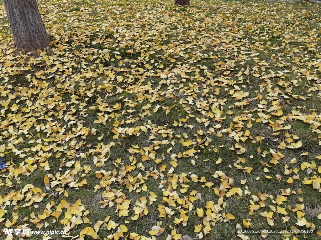 满地金黄银杏叶
