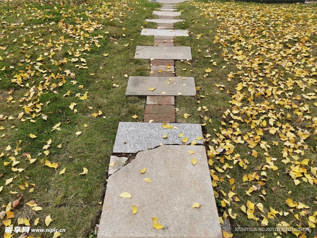 落叶小径秋日诗意景致