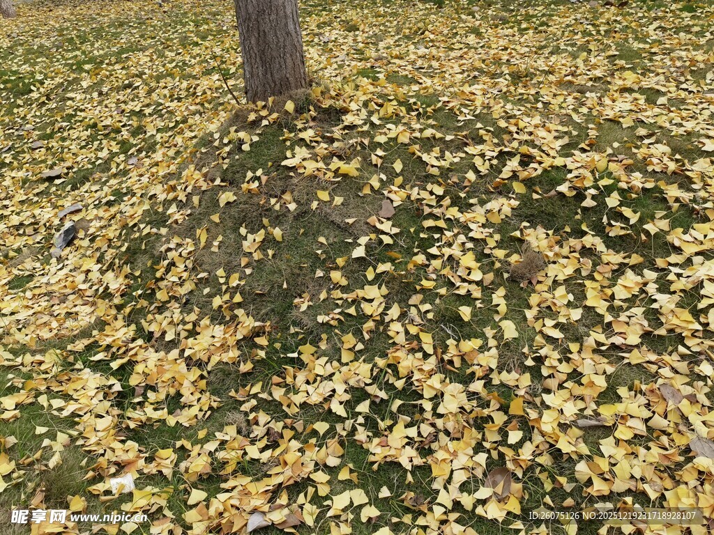 树下金黄银杏叶美景