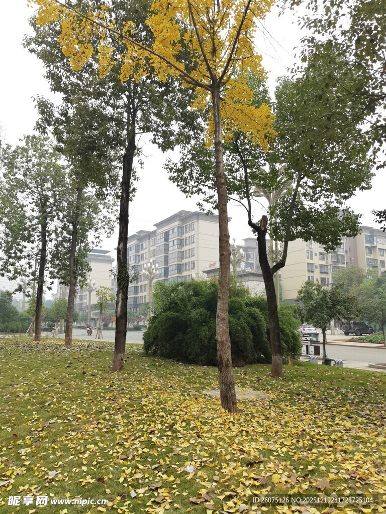 秋日公园落叶美景