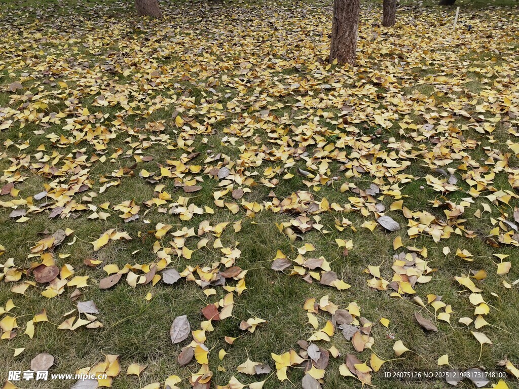 落叶铺地的秋日美景