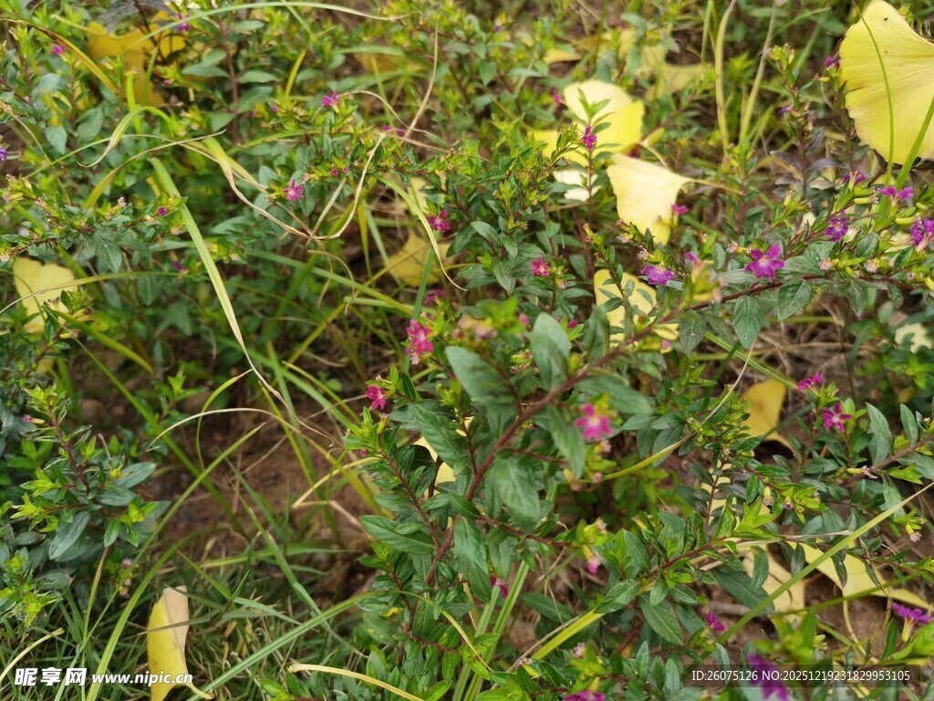 野外多彩植物景观