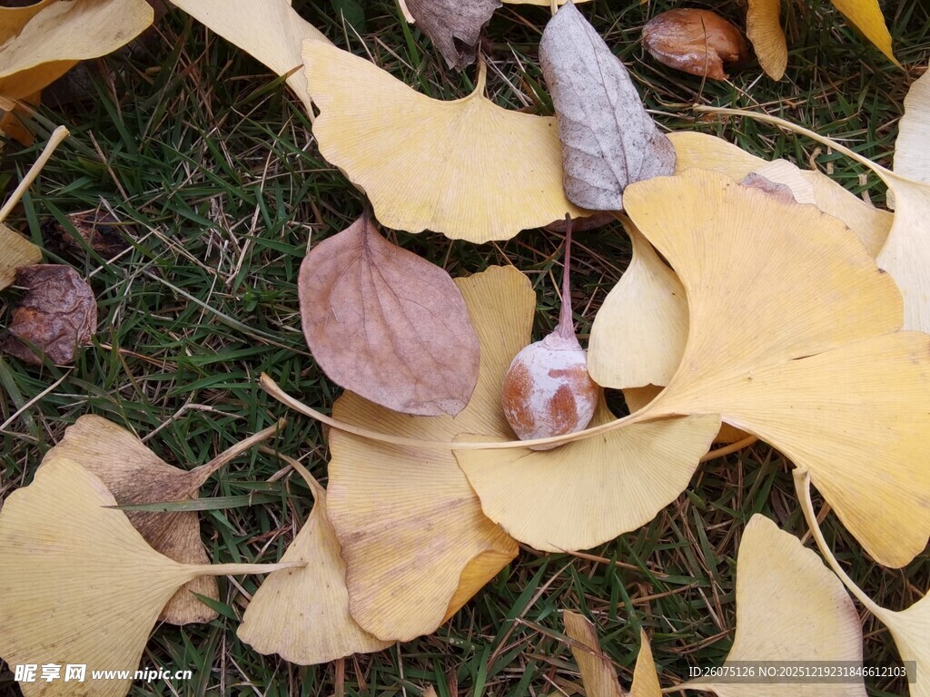 银杏叶下的蘑菇