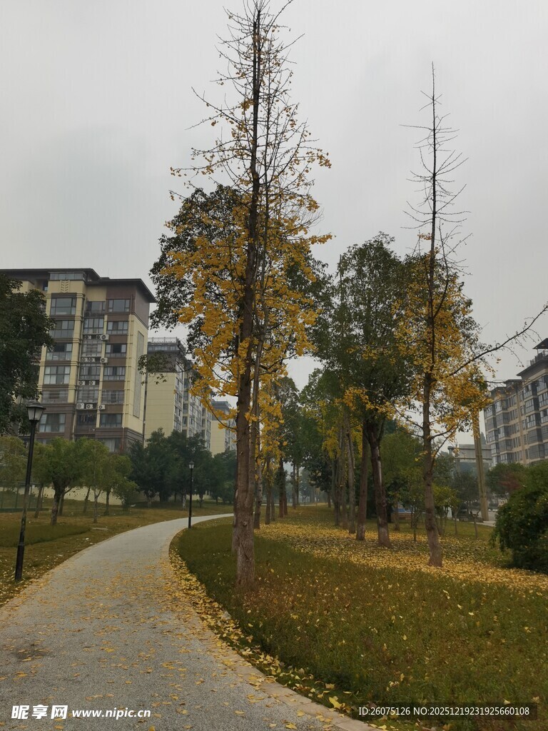 秋日公园小路与树木景观