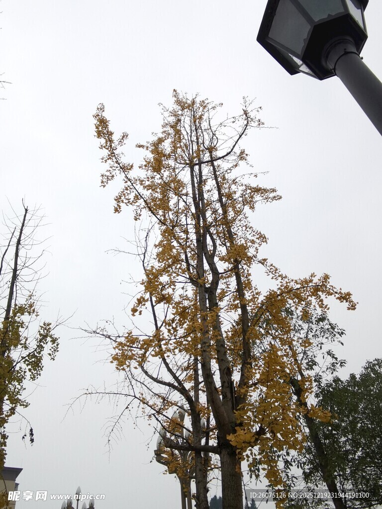 秋日银杏树枝与路灯
