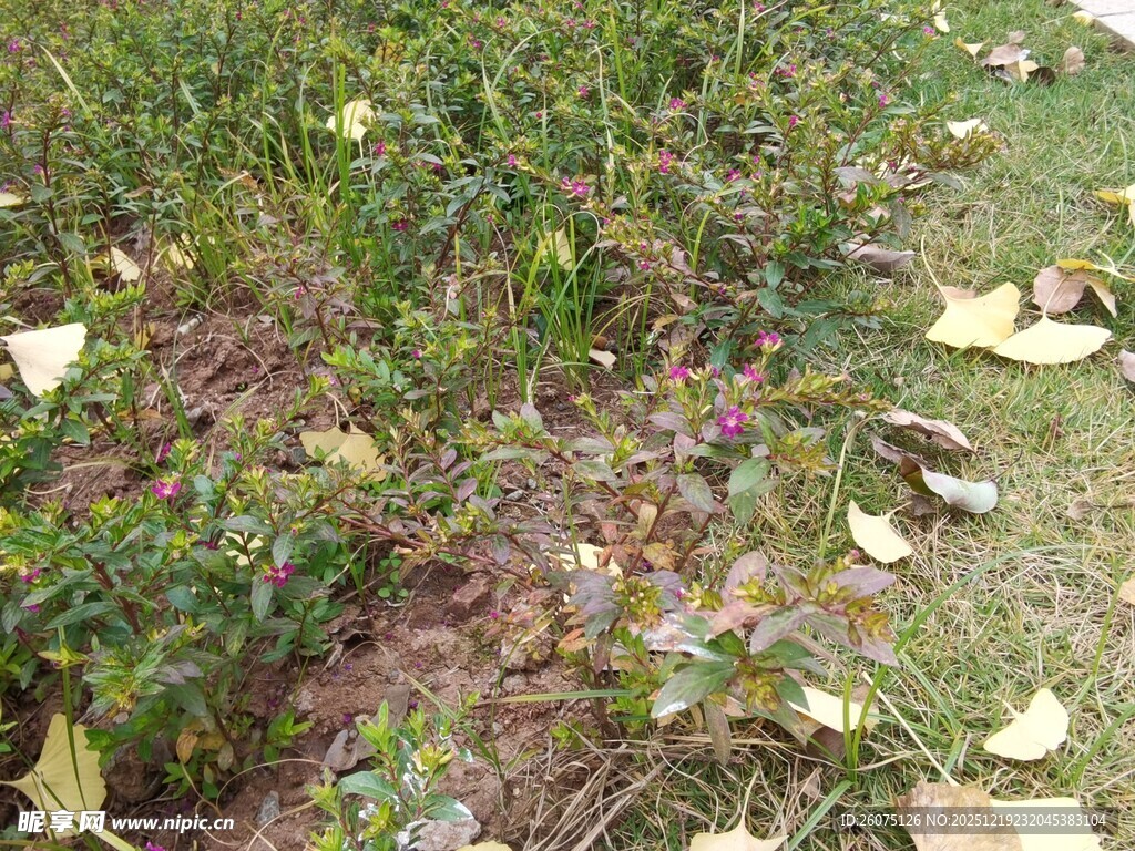 地面上的落叶与杂草