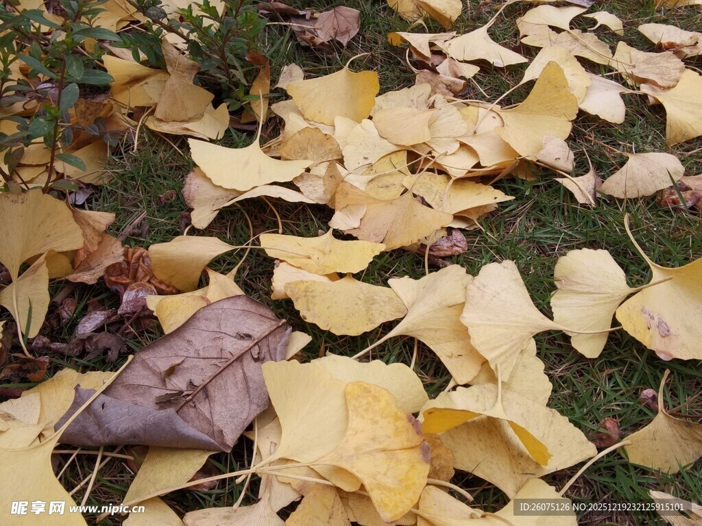 地上银杏落叶美景