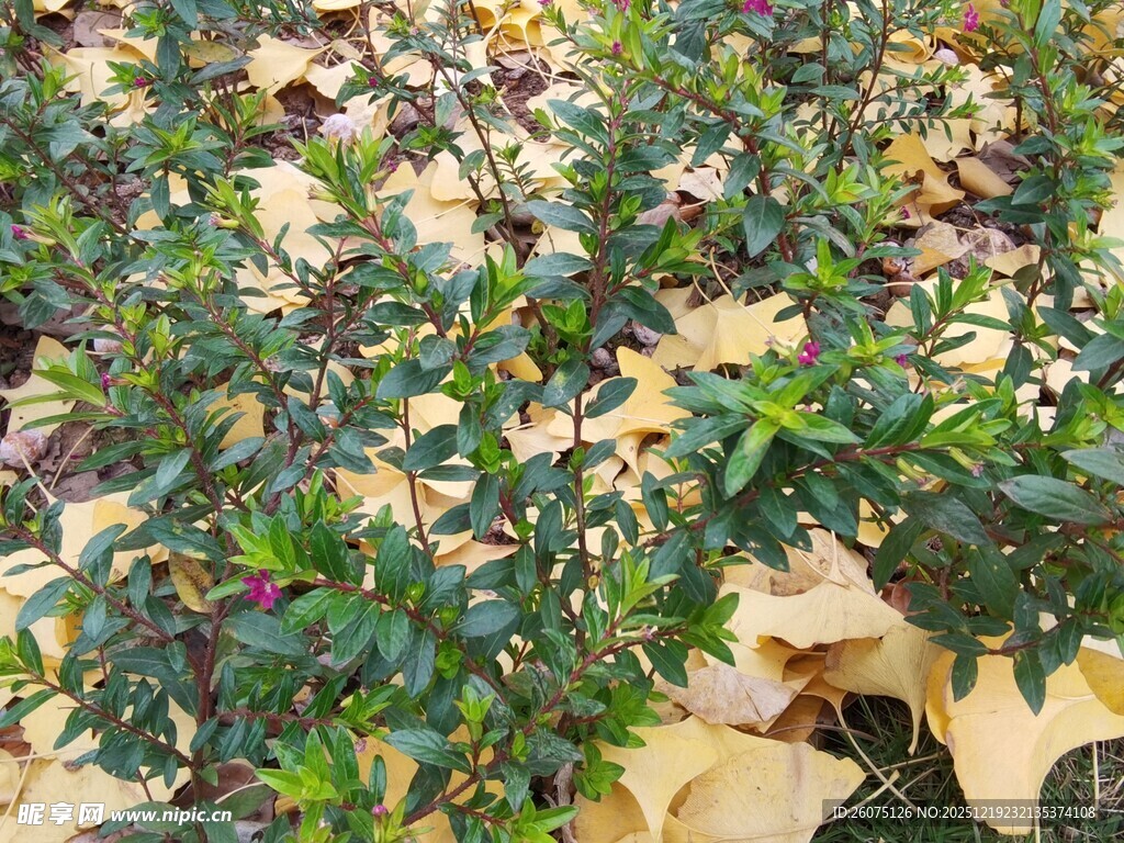 绿叶植物地面散落黄叶
