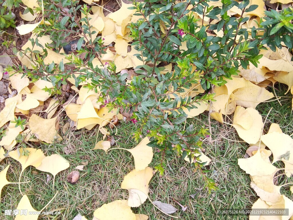秋日银杏落叶与绿植