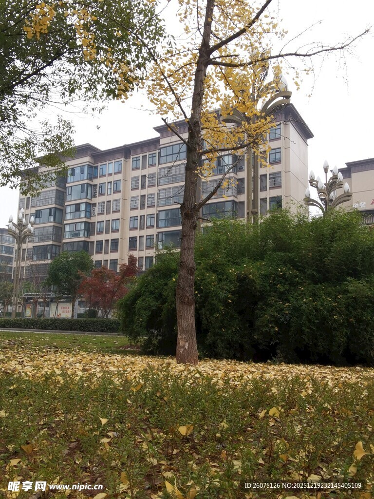 秋日小区旁的树木与建筑