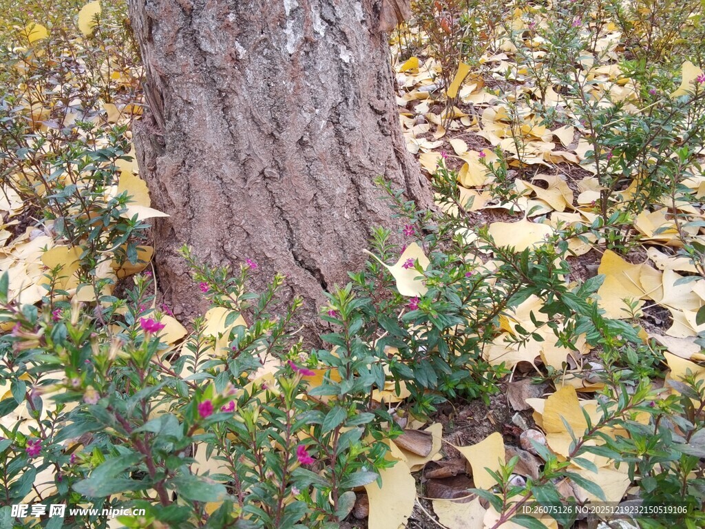 树下秋景绿植与落叶相依