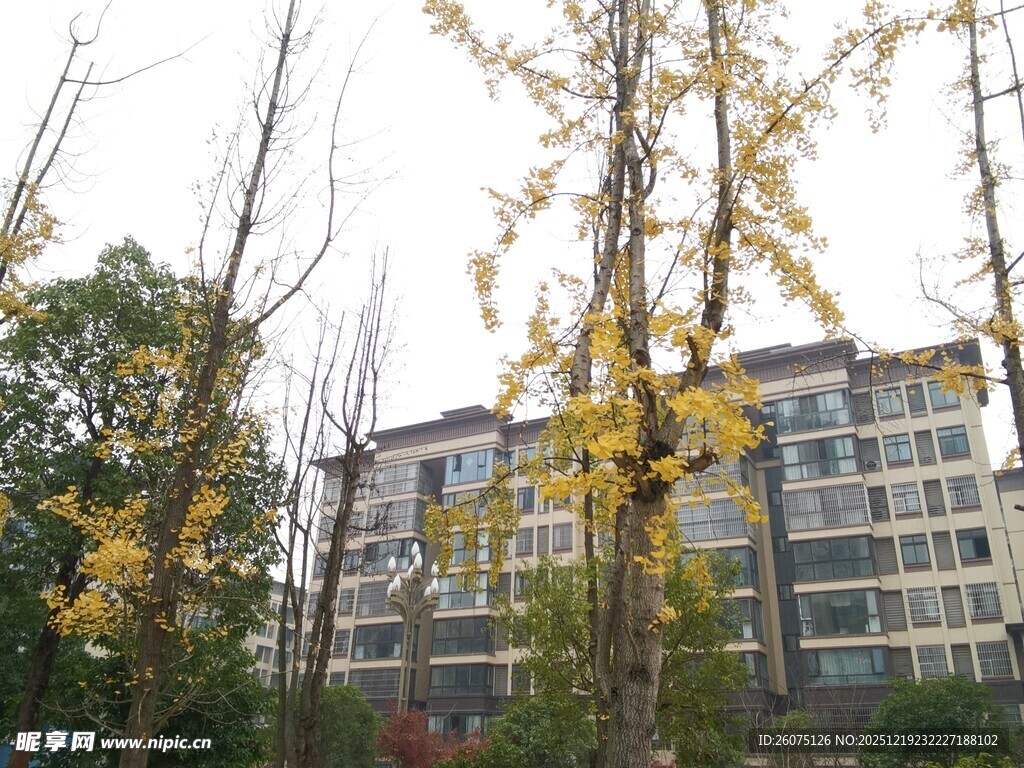 秋日小区旁的黄叶树木