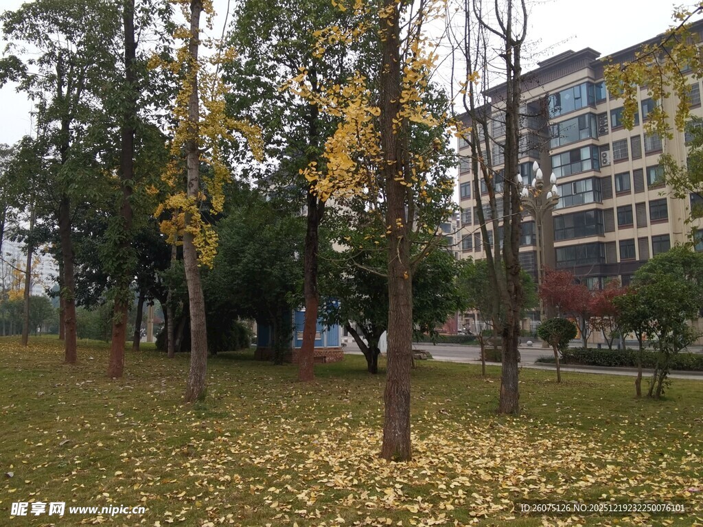 秋日公园落叶美景