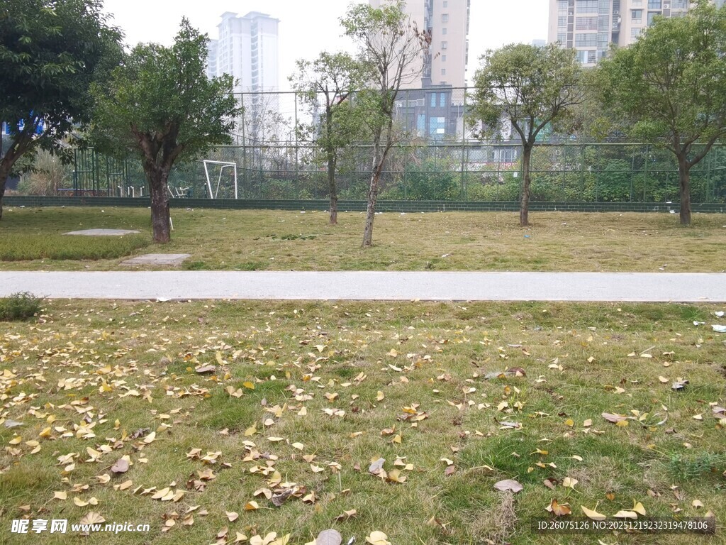 秋日公园小径落叶景致