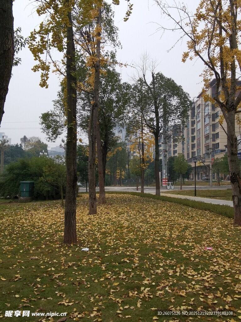 秋日公园落叶景致