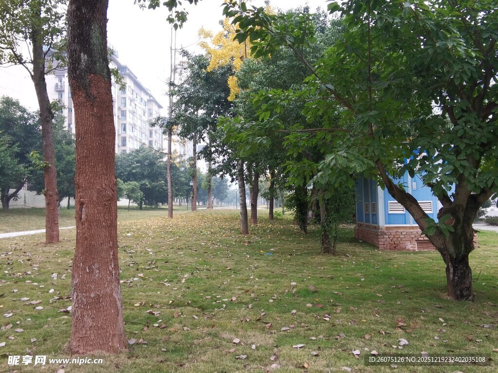 公园草地树木景致