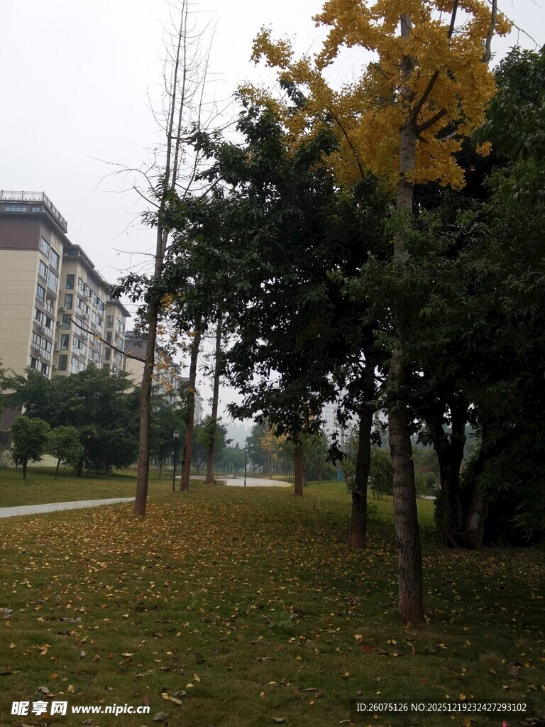 秋日校园林荫道景色