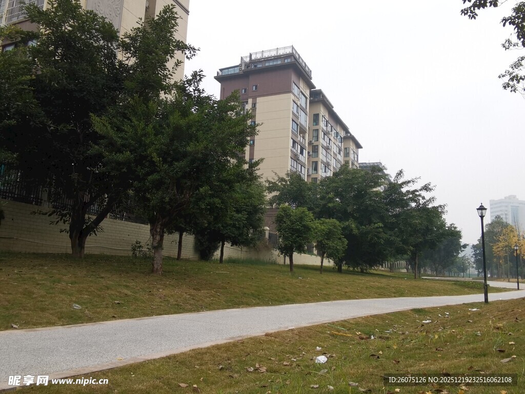 校园林荫道景色