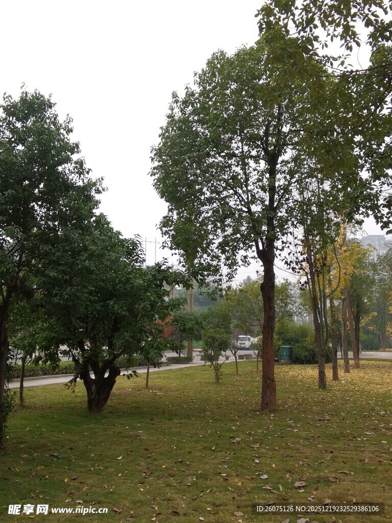 秋日公园绿树草地景致