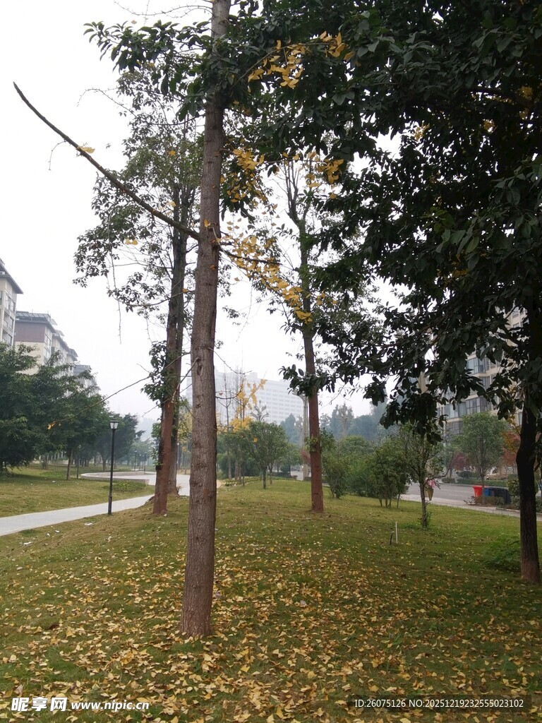 秋日林间草地风景