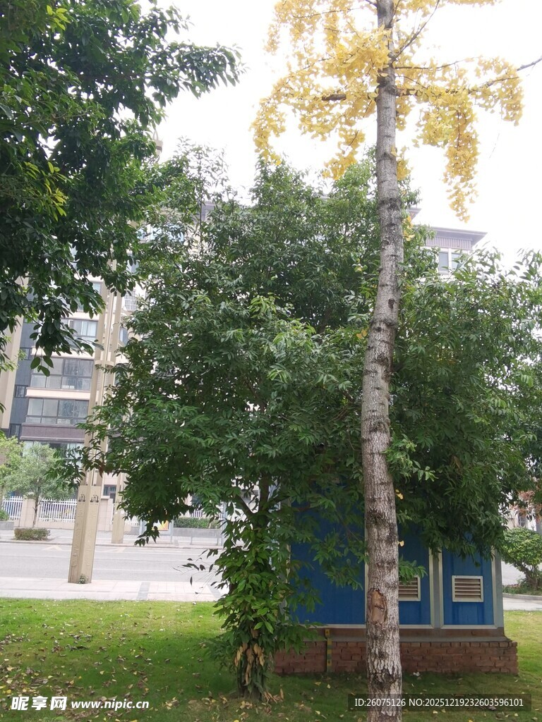 户外绿树旁的蓝色小屋