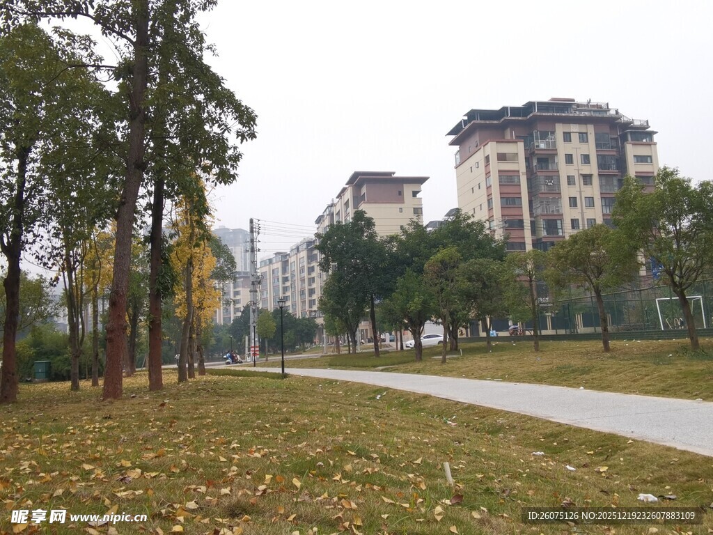 秋日公园林荫道景色