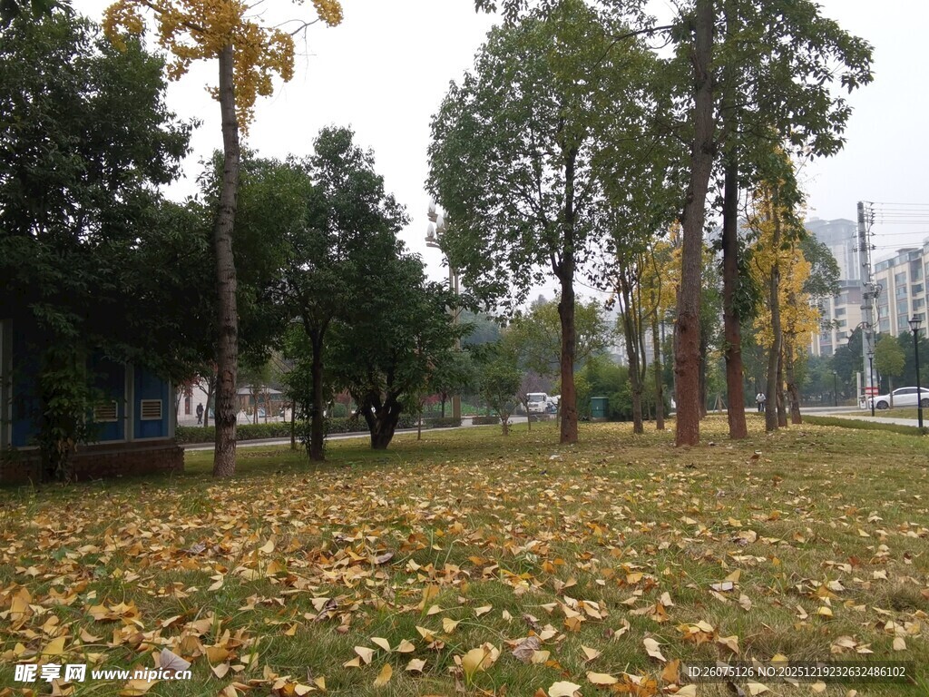 秋日公园落叶美景