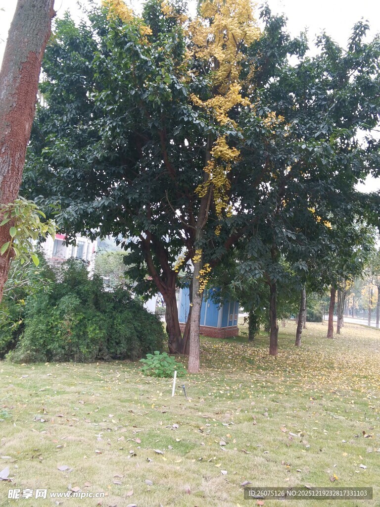 秋日公园中的葱郁树木