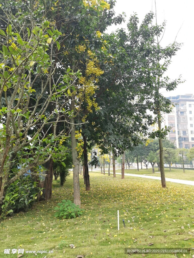 公园绿树草地景致