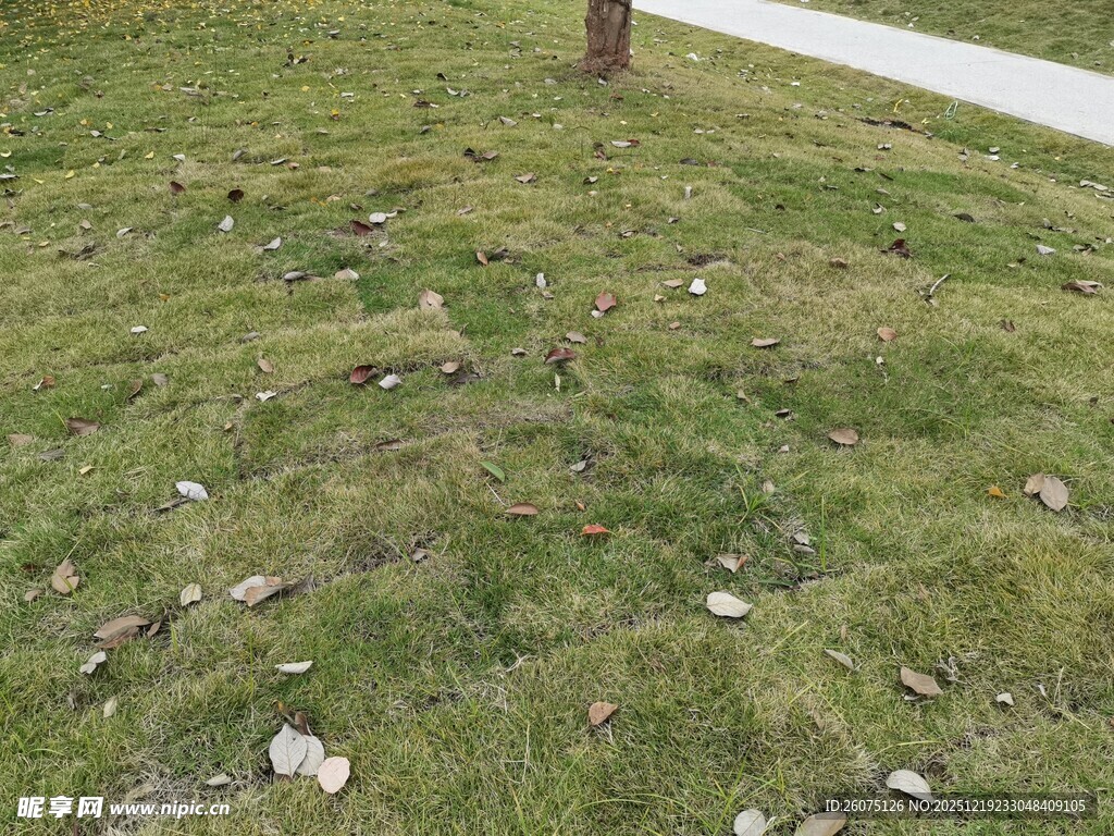 草地中的散落石块