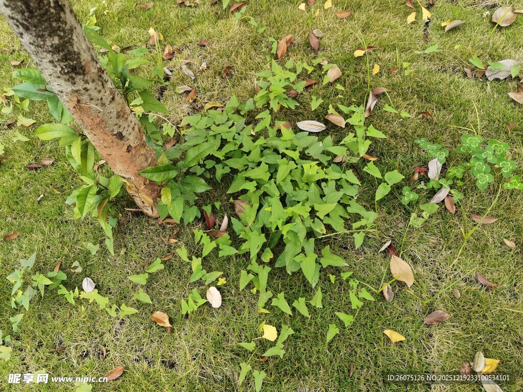 树下嫩绿植物生机盎然