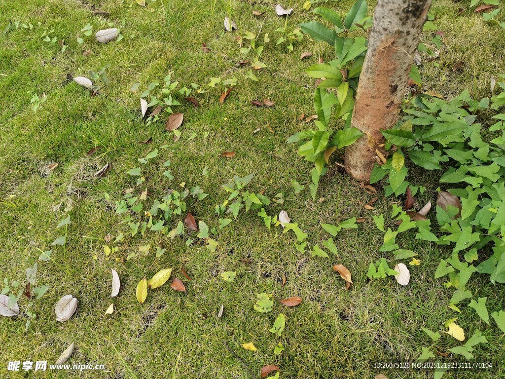 草地旁树干下的散落叶片