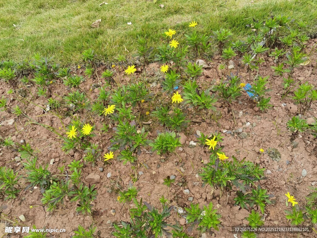 草地间绽放的黄色小花