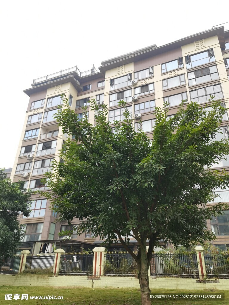 高层住宅旁的绿树景观