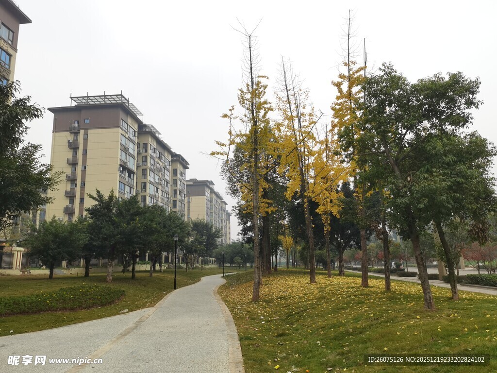 小区内的林荫小道景观